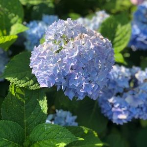 Meet your Posher, Roberta